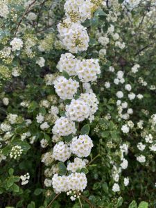 white florals found on daily walks