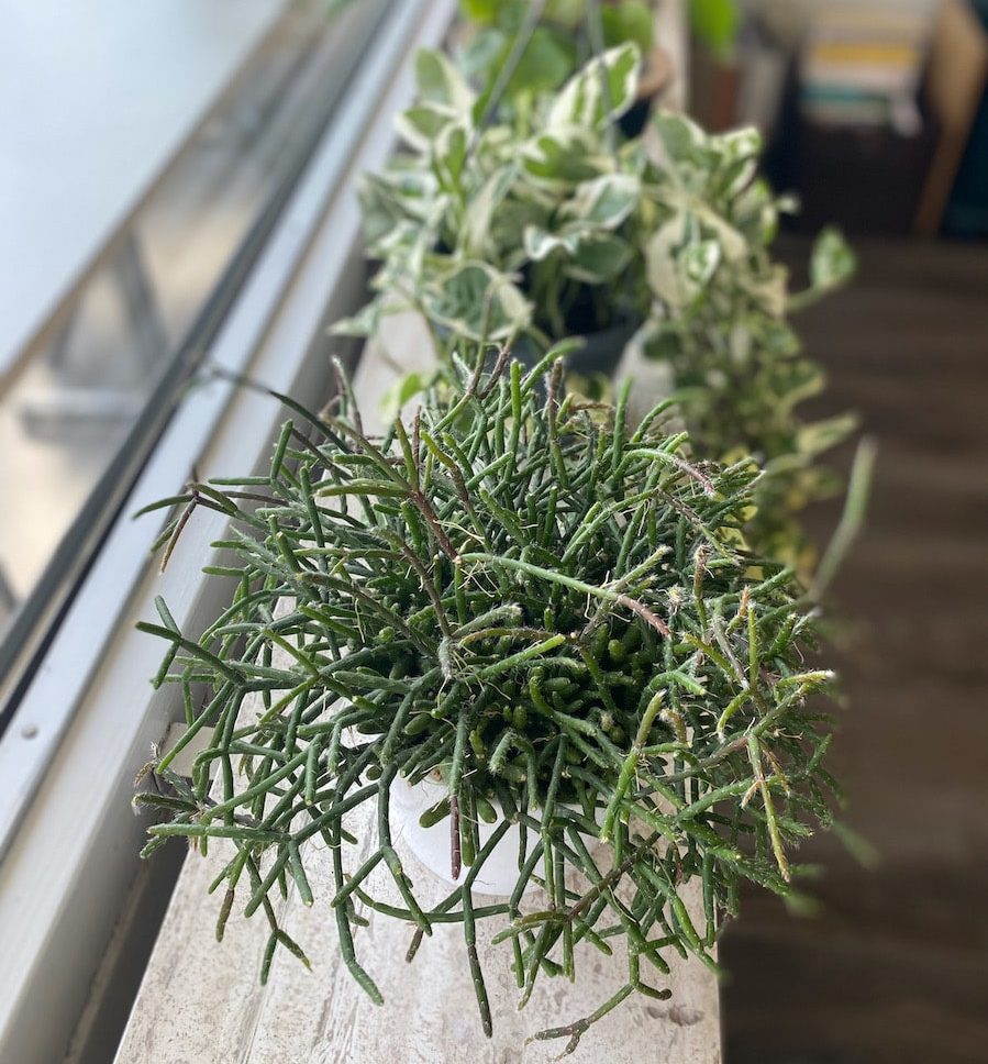 A row of plants on the windowsill.